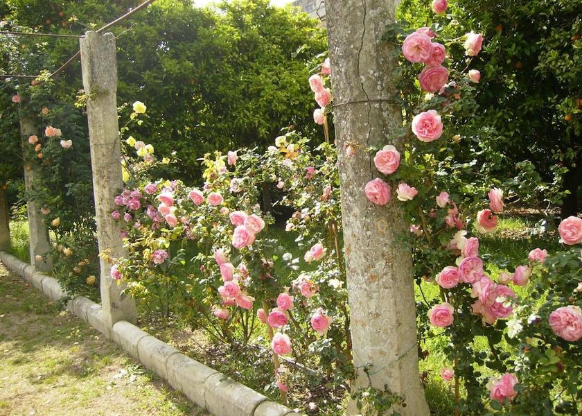 Puglia Bagnolo del Salento Property Grounds