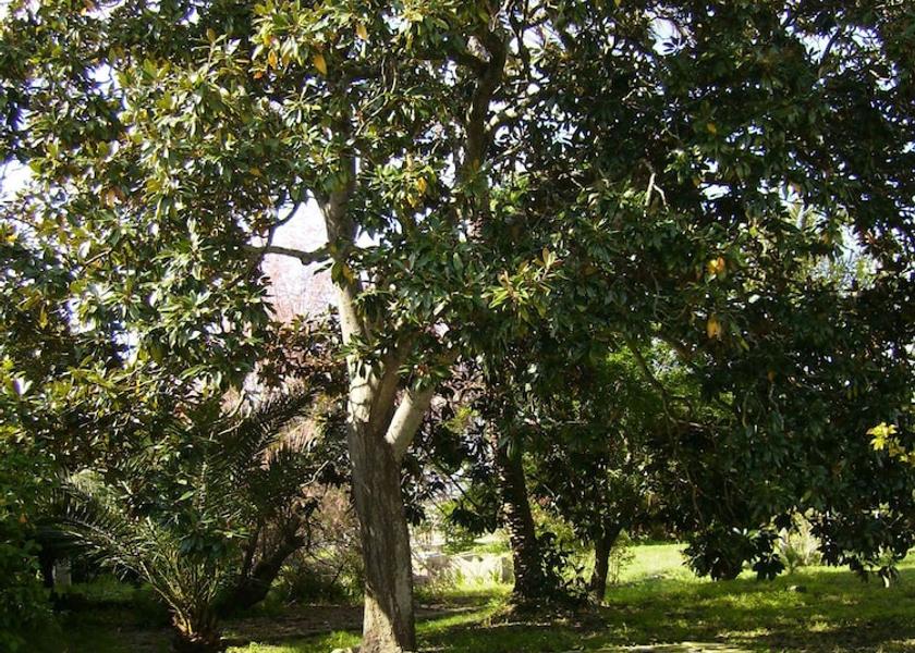 Puglia Bagnolo del Salento Property Grounds