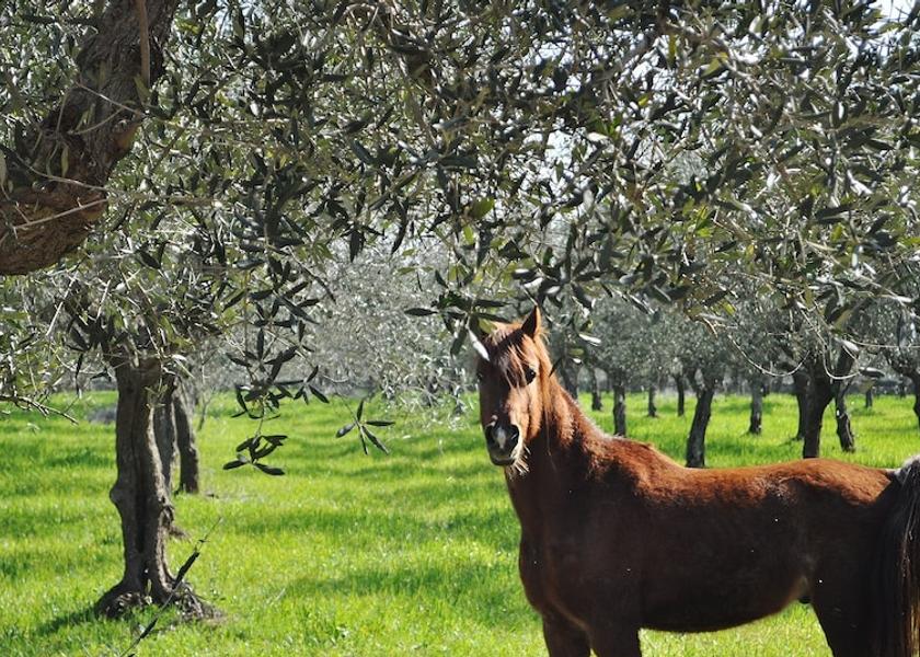Puglia Santeramo in Colle Property Grounds