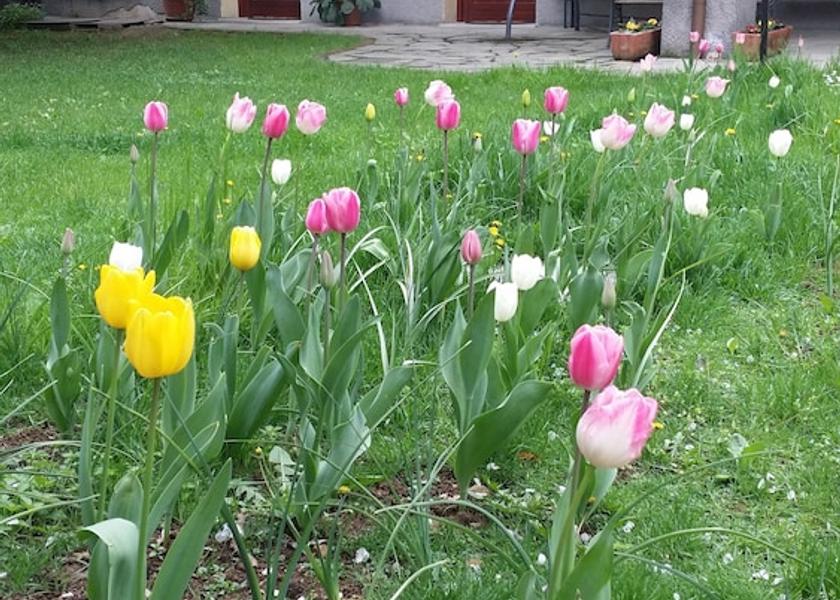 Lombardy Pregnana Milanese Garden