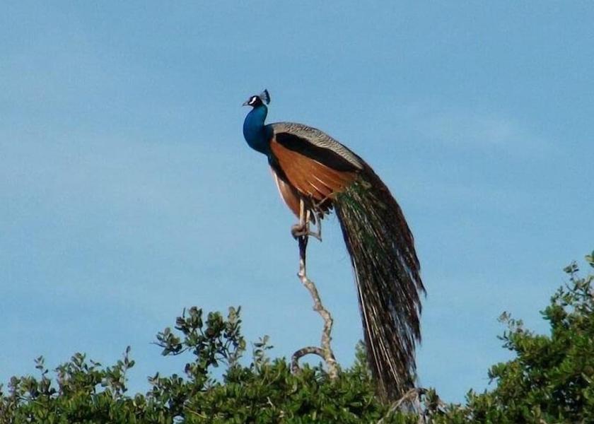 Central Province Dambulla View from Property