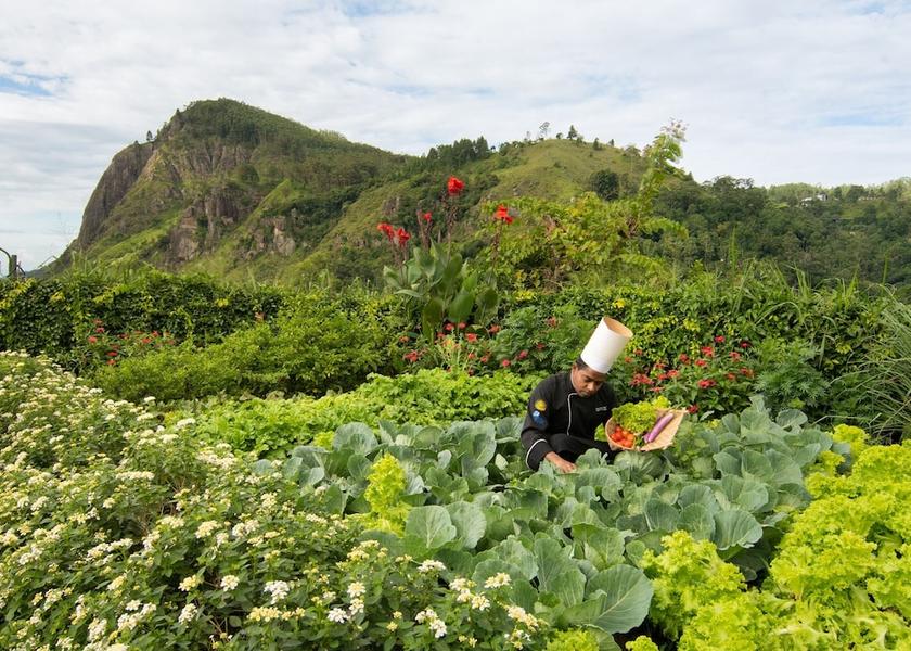 Uva Province Ella Garden