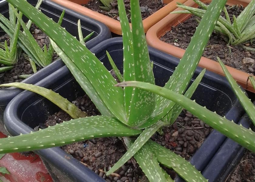 Matara District Mirissa Exterior Detail