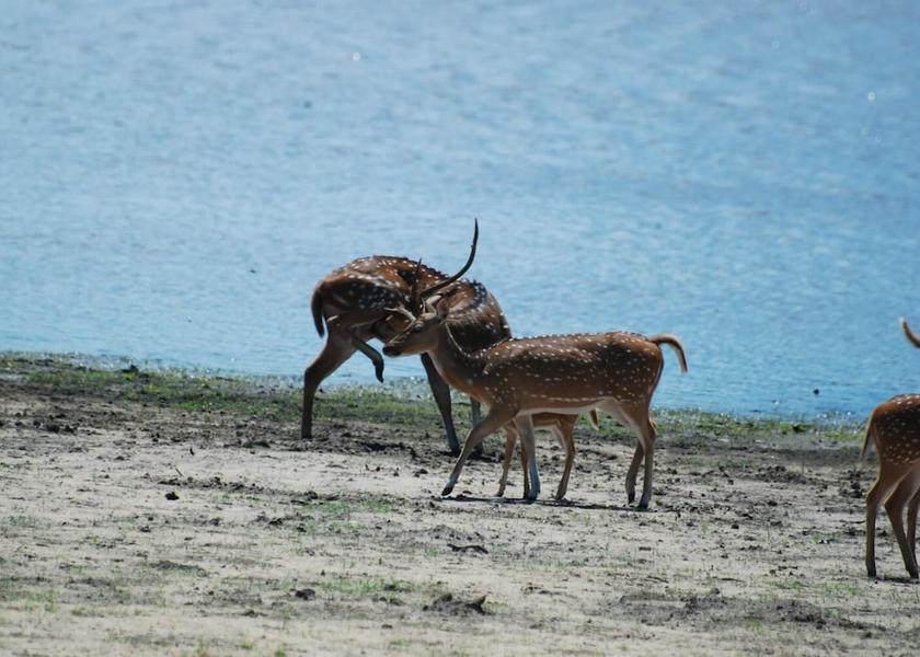 Anuradhapura District Nochchiyagama Beach