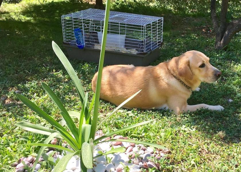  Sveti Stefan Property Grounds