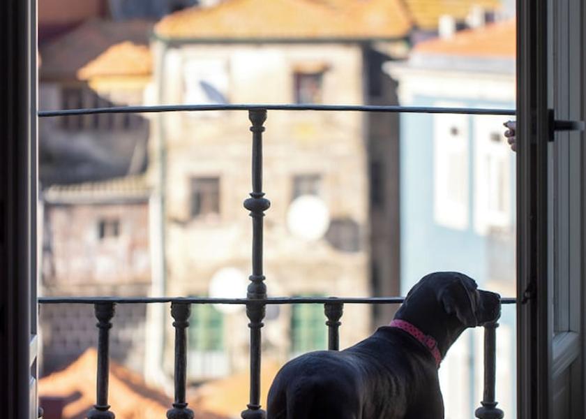 Porto Porto Pet-friendly
