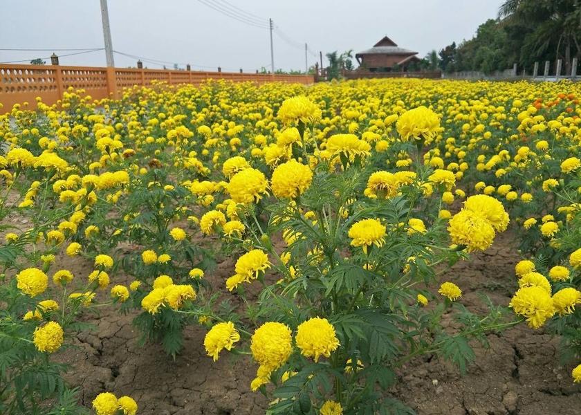 Chiang Mai Province San Kamphaeng Facade