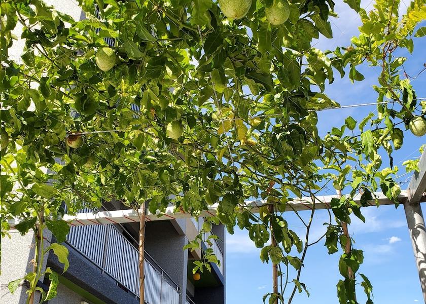 Hualien County Shoufeng Terrace