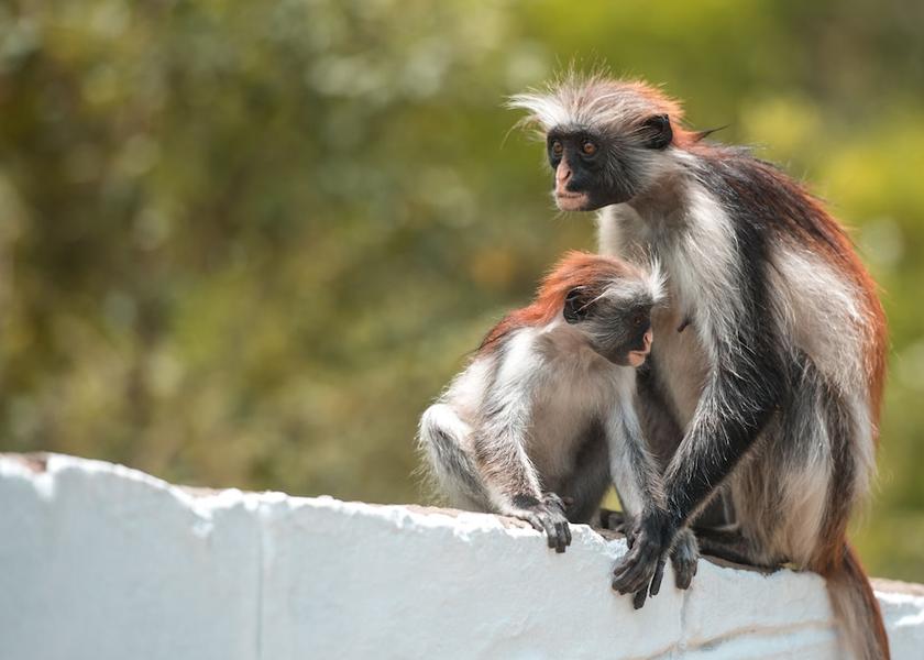 Unguja Kusini Region Chwaka Exterior Detail