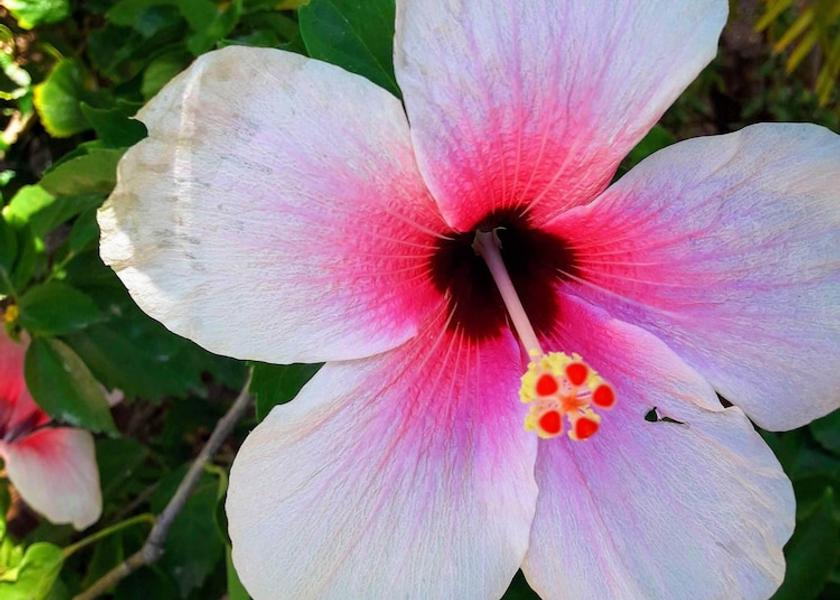  Gros Islet Garden