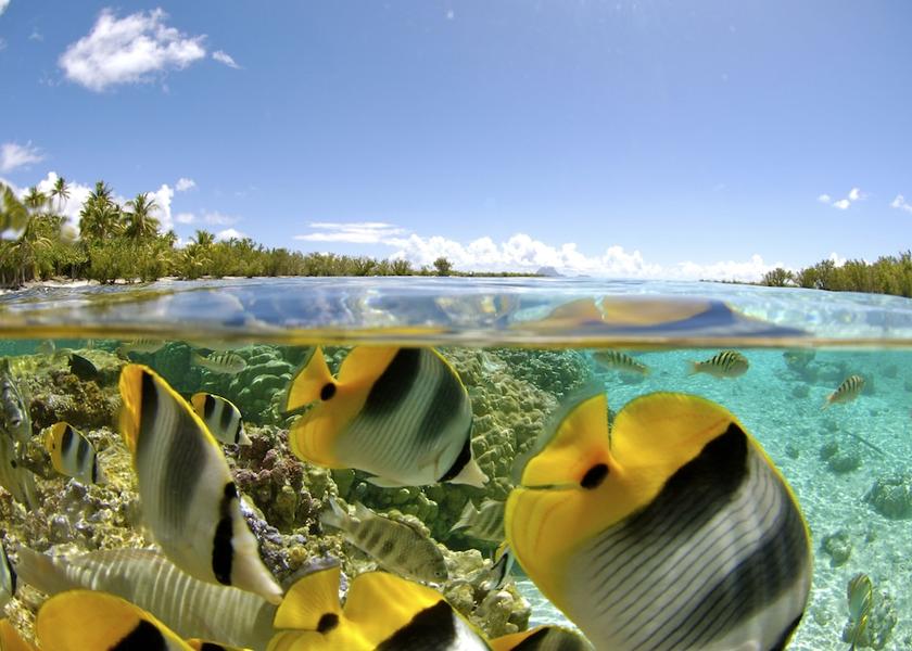  Tahaa Exterior Detail