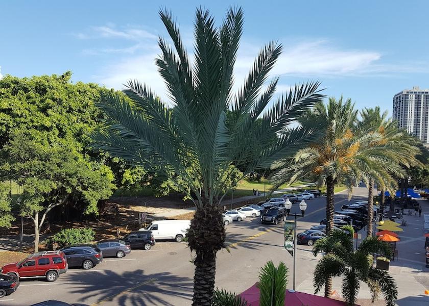 Florida St. Petersburg View from room