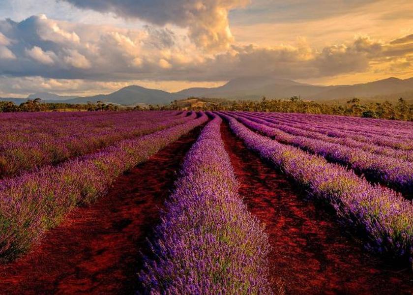 Provence-Alpes-Côte d'Azur Manosque 