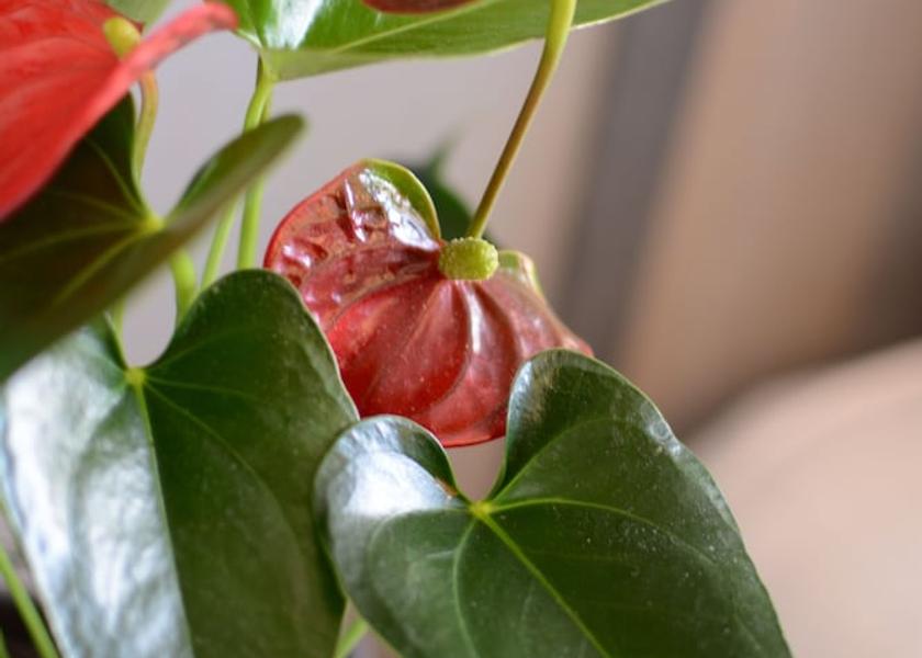 Auvergne-Rhone-Alpes Villeurbanne Interior Entrance