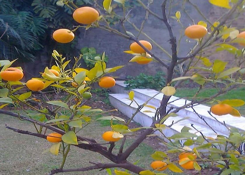 Jammu and Kashmir Jammu 