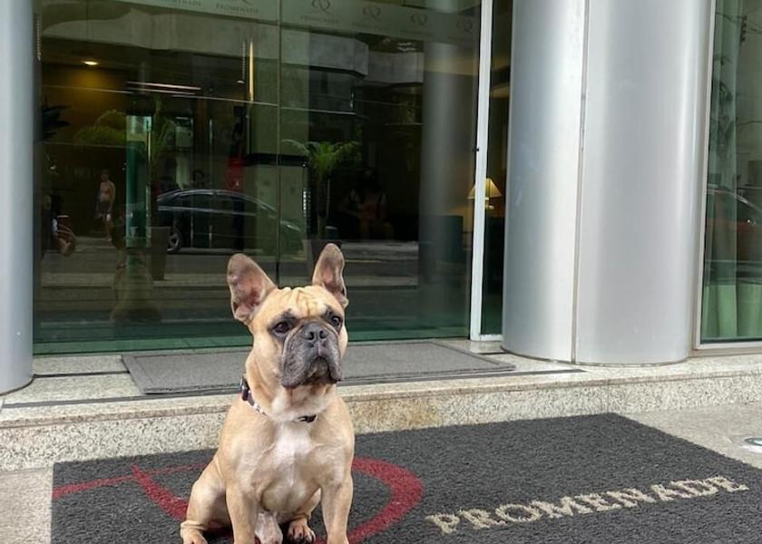 Rio de Janeiro State Rio de Janeiro Pet-Friendly