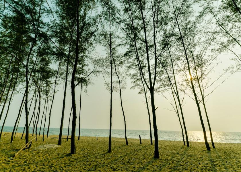 Kerala Kochi View from Property
