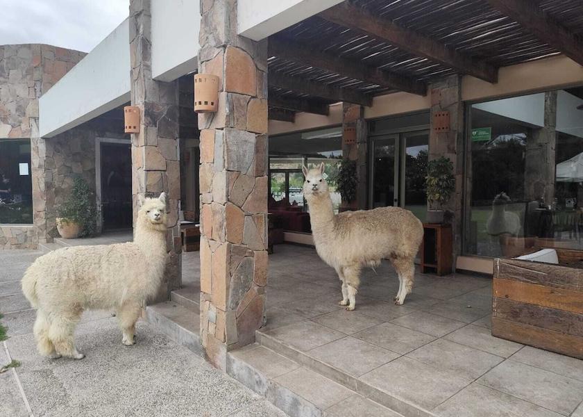 Coquimbo Region Ovalle Terrace/patio