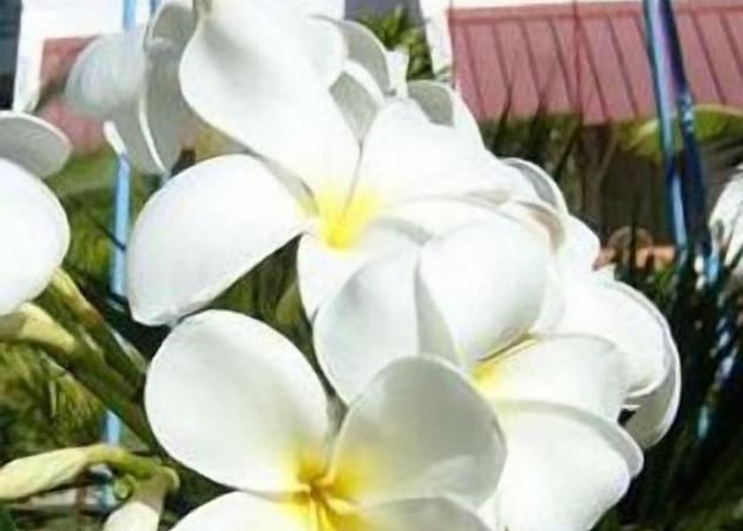 MU Mauritius Exterior Detail