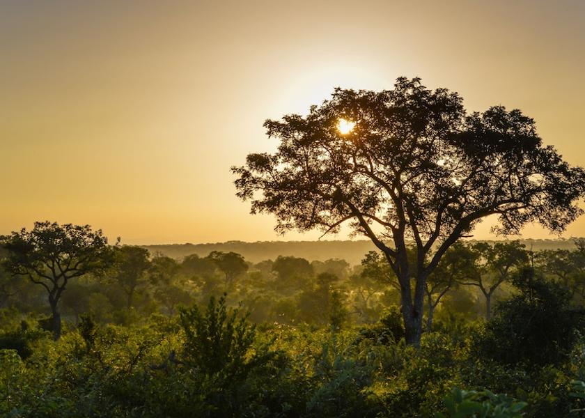 Mpumalanga Skukuza Safari and game