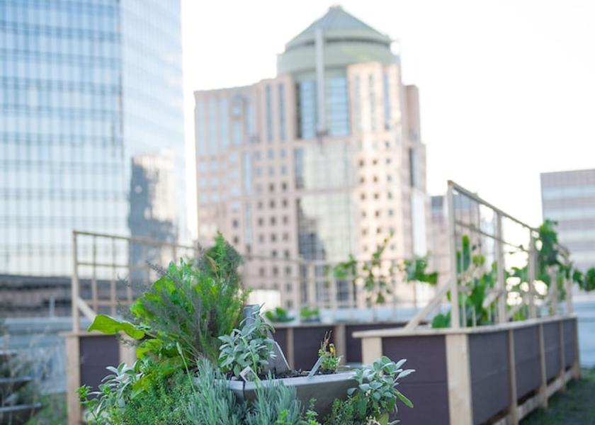 North Carolina Charlotte Garden