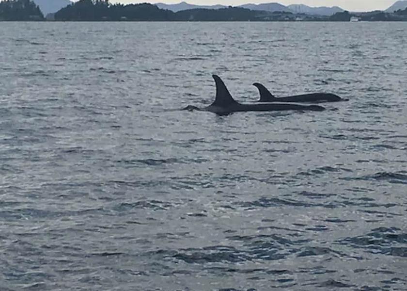 Alaska Sitka View from Property