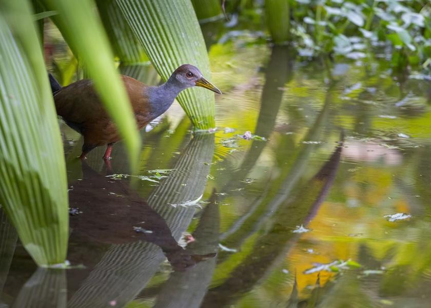 Alajuela La Fortuna Exterior Detail