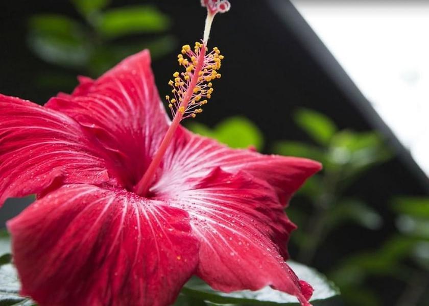 Norfolk Island Lobby