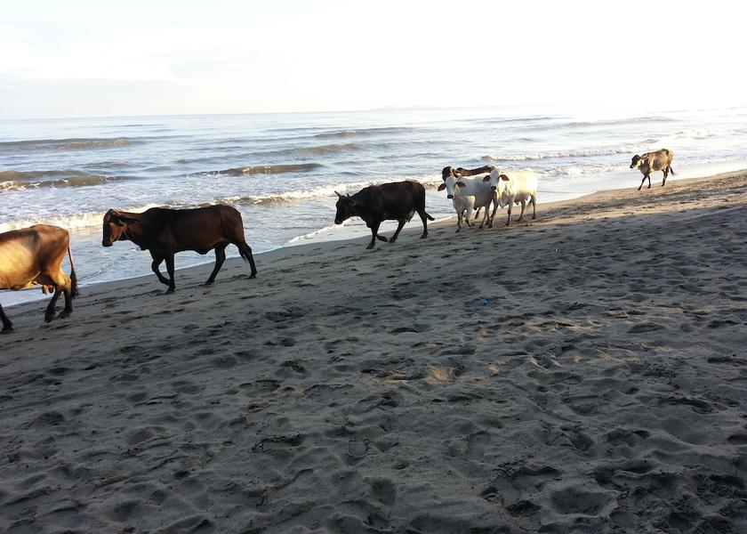 Atlantida La Ceiba View from Property