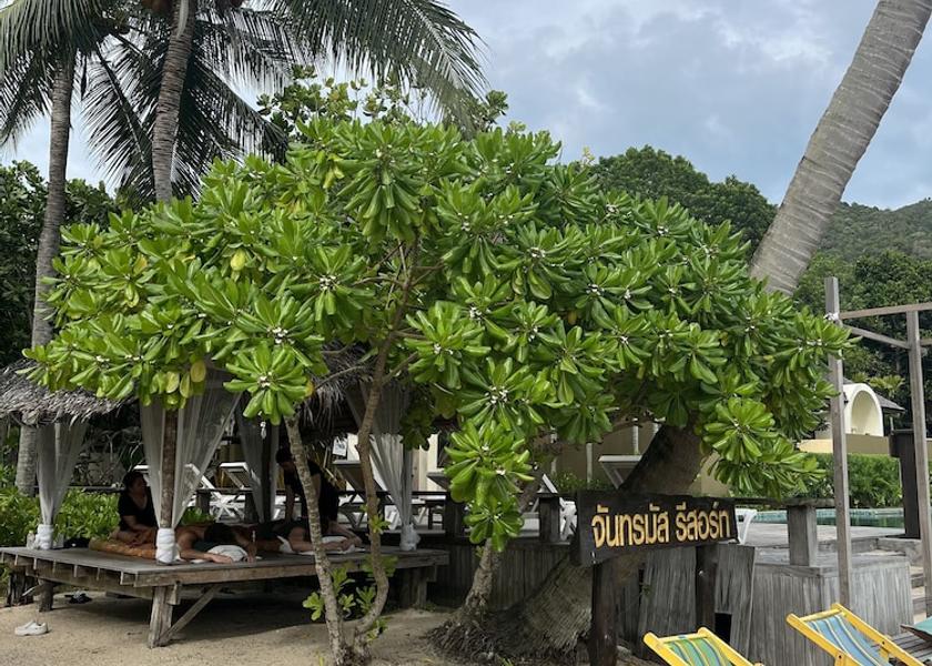 Surat Thani Koh Phangan Exterior Detail