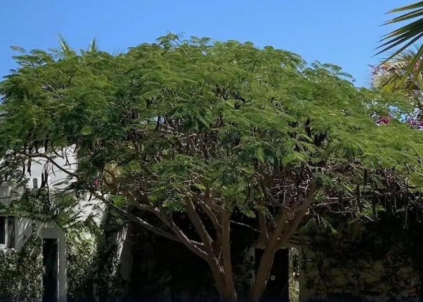 Baja California Sur Cabo San Lucas Garden