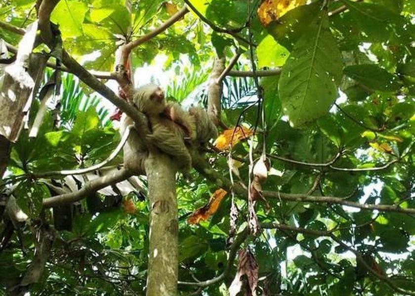 Puntarenas Manuel Antonio Exterior Detail
