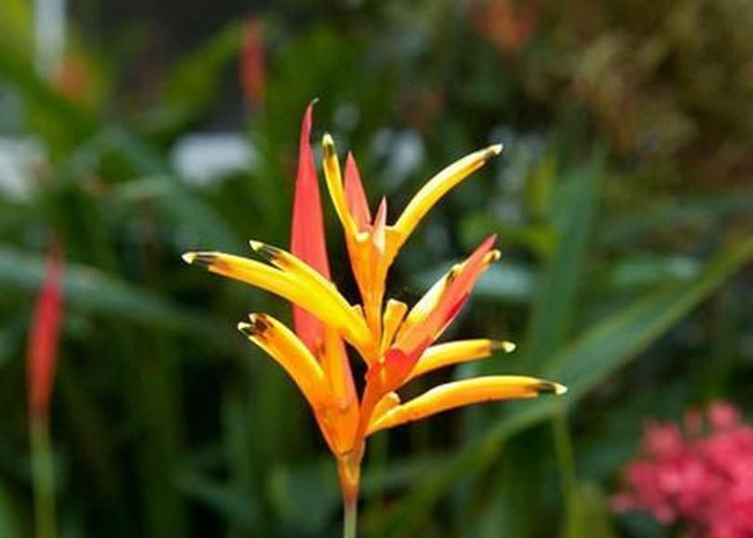 Puntarenas Manuel Antonio Exterior Detail