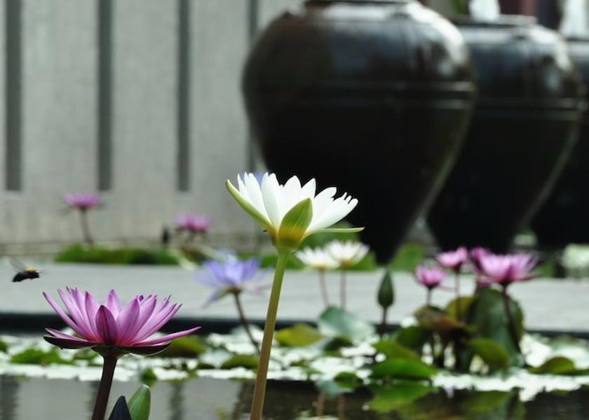 Phuket Province Choeng Thale Garden