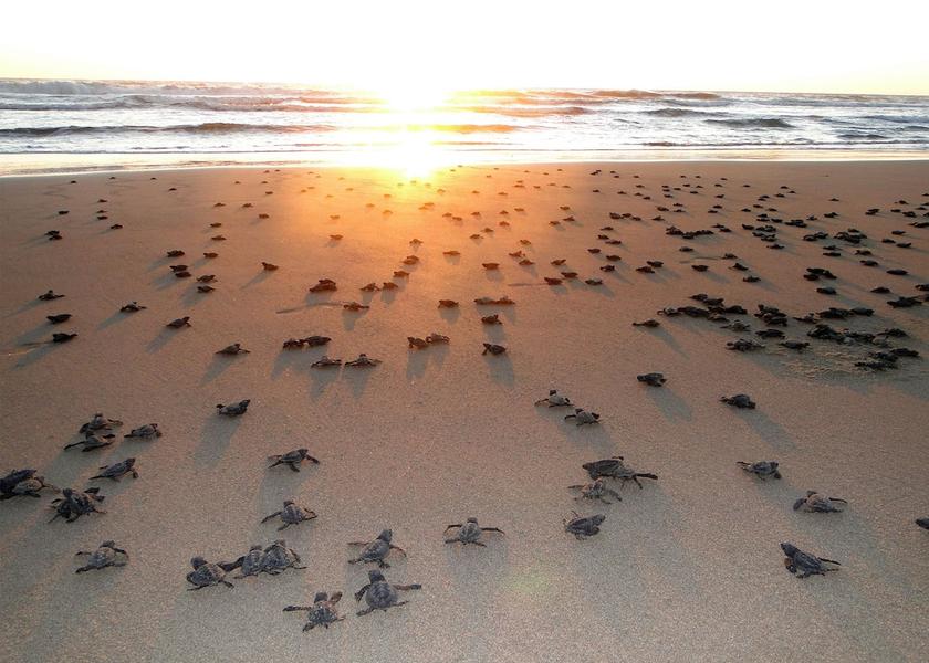 Sinaloa Mazatlan Beach