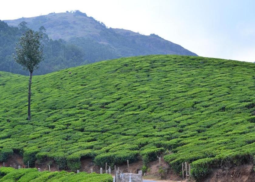 Kerala Munnar Villa with Private Pool