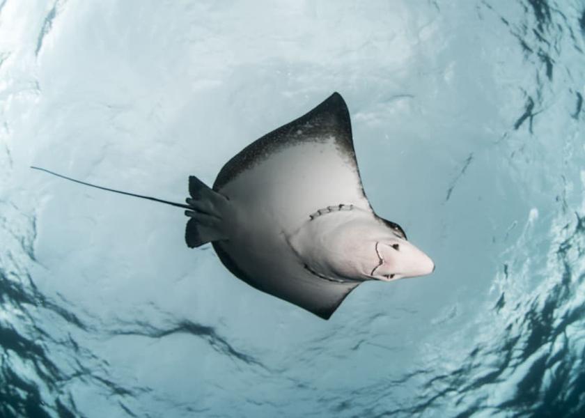 North Ari Atoll Bathala Island Exterior Detail