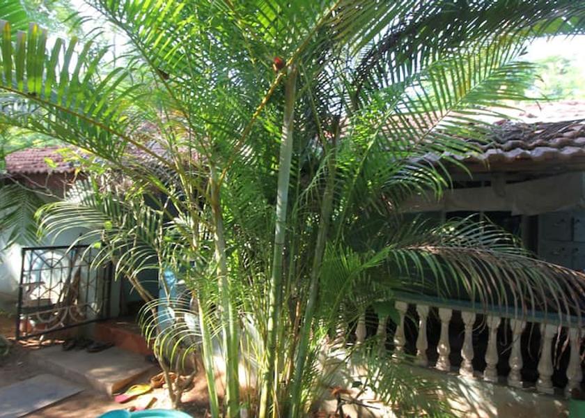 Goa Canacona img