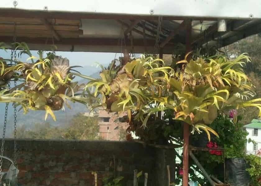 Sikkim Namchi exterior