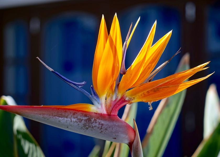 Canary Islands Tías Garden