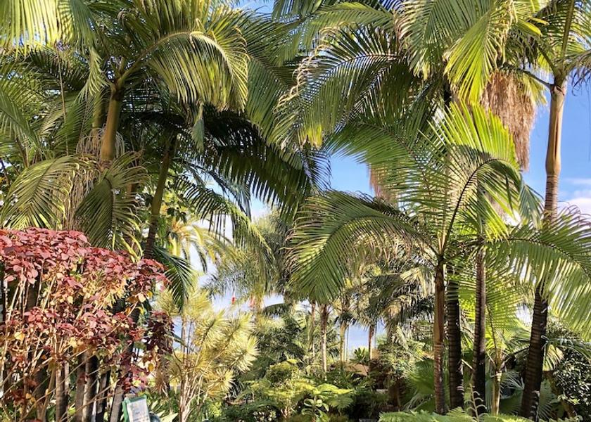 Canary Islands Puerto de la Cruz Garden
