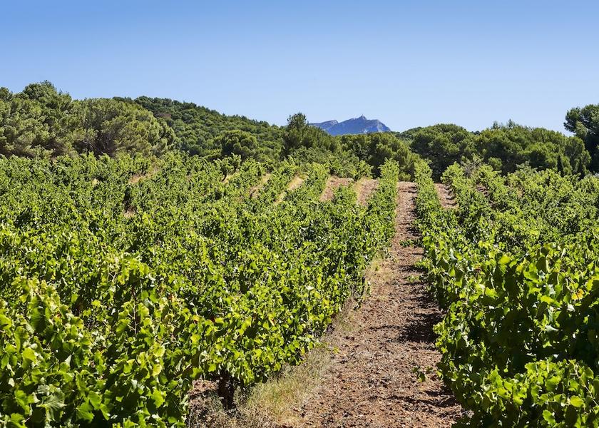 Provence - Alpes - Cote d'Azur Aix-en-Provence Winery