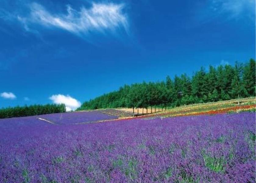 Hokkaido Furano Point of interest
