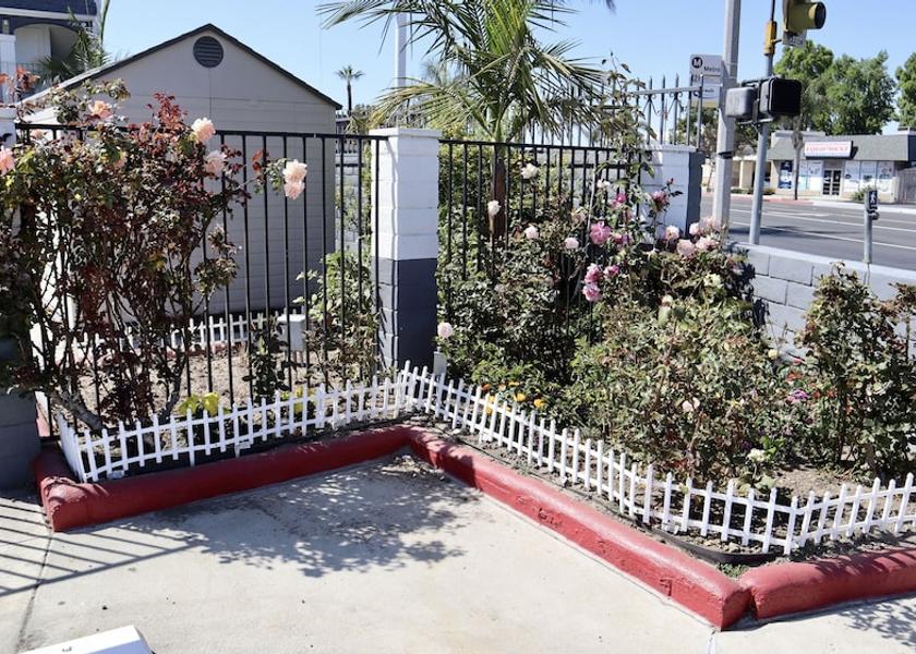 California Bellflower Garden