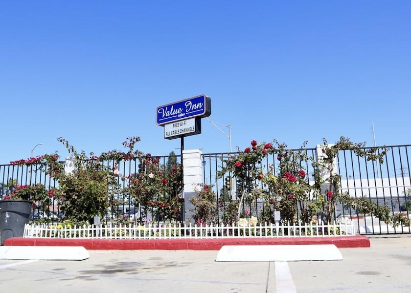 California Bellflower Primary image