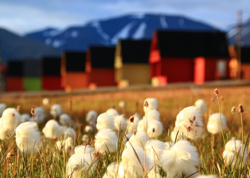  Longyearbyen Garden
