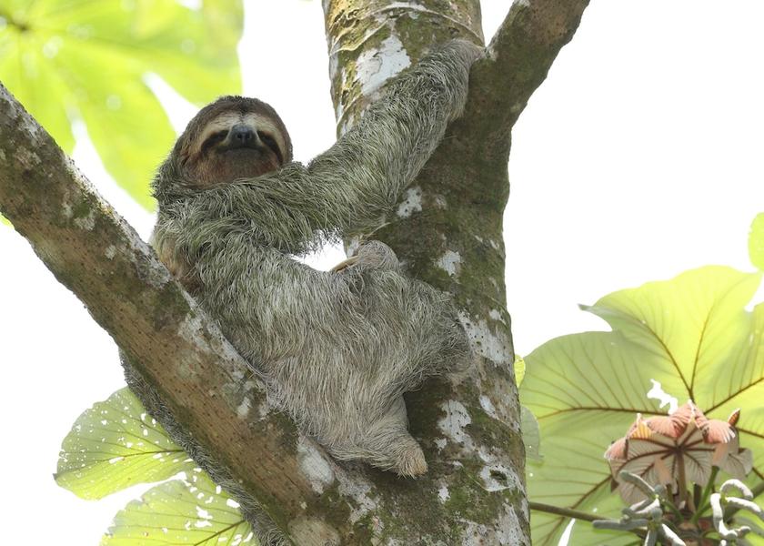 Puntarenas Province Bahía Ballena Exterior Detail