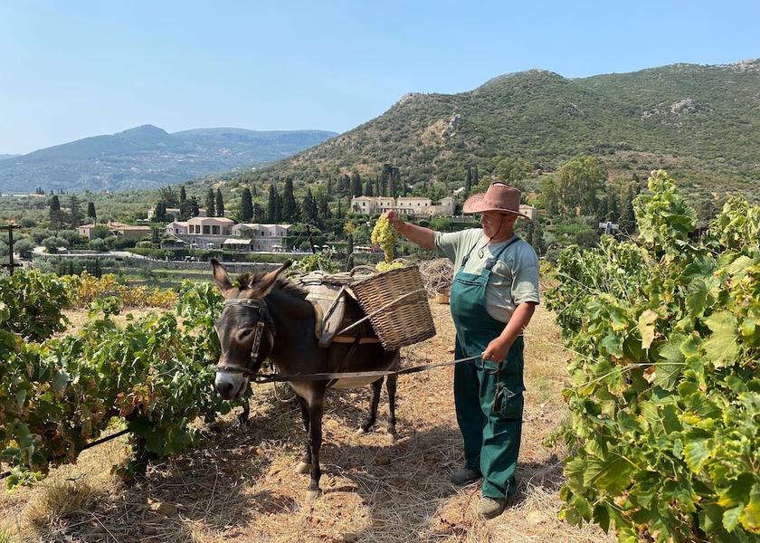 Peloponnese Region Monemvasia Vineyard