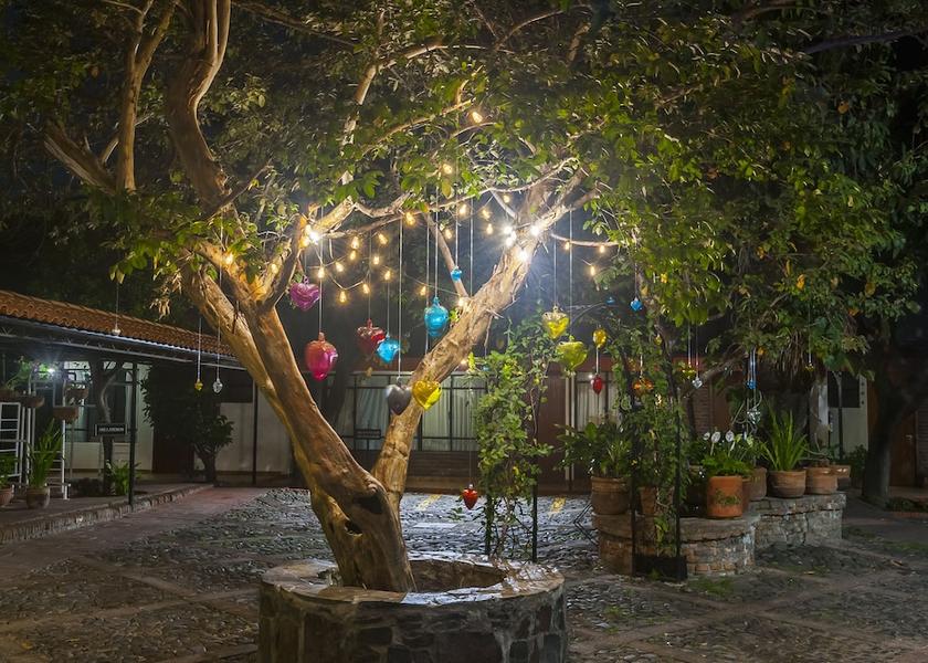 Jalisco Guadalajara Garden