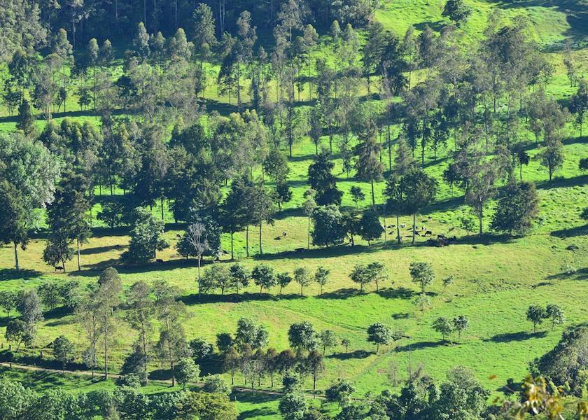 Quindio Salento View from Property